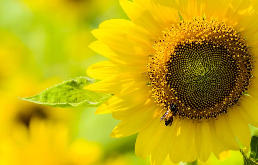 Pogled u Sunce – sa ramom