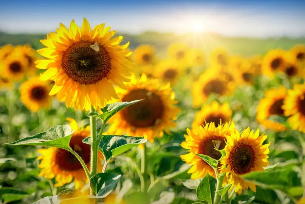 Polje Suncokreta – sa ramom