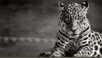 Ledene Oči Leoparda – sa ramom