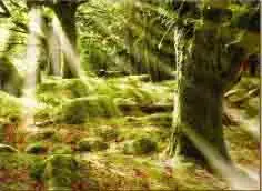 Sunčeva Šuma – sa ramom