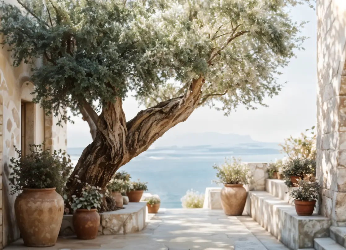 Maslina Mediteranskog Mira – sa ramom