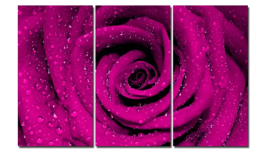 Roze ruža – 3 dela – sa ramom