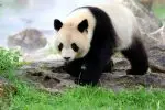 Panda u Zelenilu – sa ramom